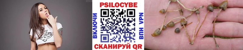 где продают наркотики  Чадан  Псилоцибиновые грибы мицелий 